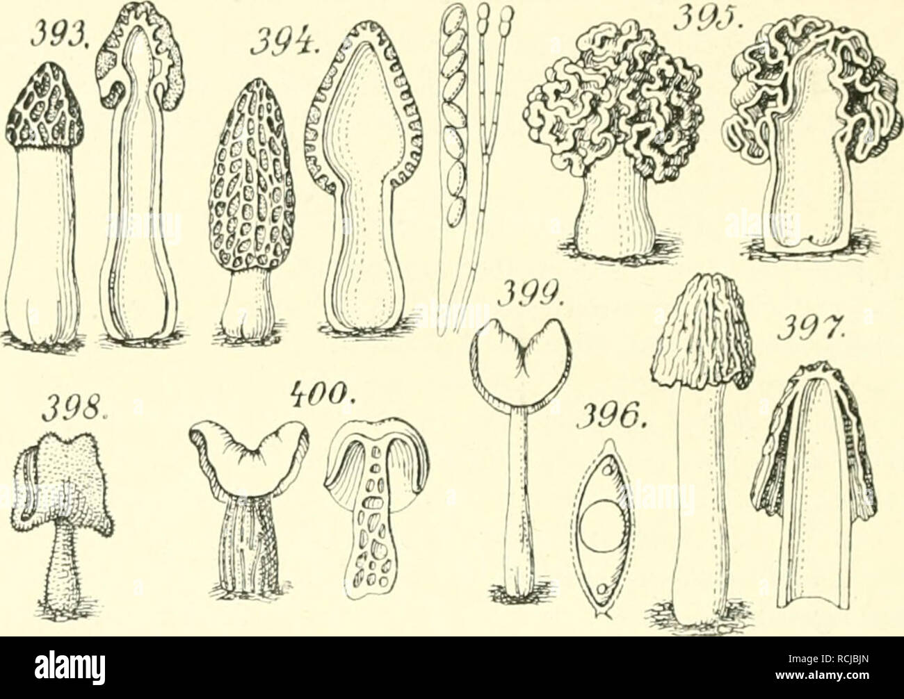 . Die Pilze mikroskopischen. Les champignons. 202 Eumycetes.. Felder außengeteilt eckerfarbig hellbraun, bis, 2-6. cnilg,3-5 eni br. Am Stiel Westfalica verdickt, faltig weißlich. u od. hellgelblich kleiig- feiii,, hohl, 3-9cm lg.. 2-3cm br Sporen hyalin 18-24 &gt ; 10- 12/'. Dans lichten Wäldern, auf schattigen Grasplätzen diellochalpen bis dans l',. (Speisemorchel esculonta Edelmorchel ), M. (L.) 5. Hut zylindrisch kegelf durchzogen., von Längsrippen. dnrch Querrippen u schmale dans wabenf rechteckige,. Zellen geteilt, braun od. schwarzbraun, 2-7 cm lg., 1,5-3 cm br. Stiel, weißlich zylindrisch, gelblich od. Banque D'Images