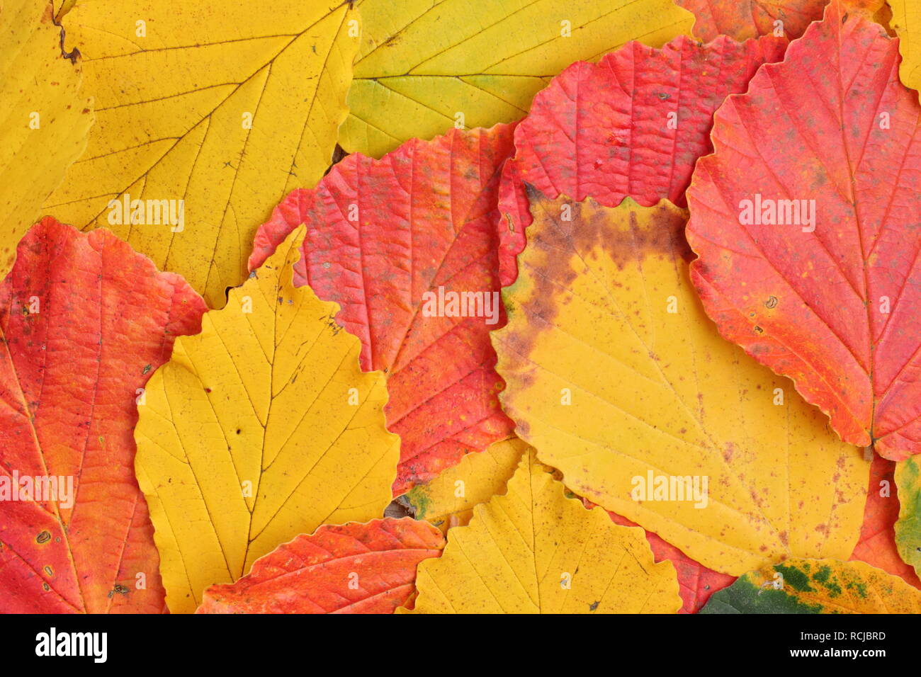 Hamamelis x intermedia.Feuilles de noisette de sorcière d'automne vibrantes représentées : hamamelis x intermedia 'Ruby Glow', 'pallida' et 'Prima Vera'. Banque D'Images