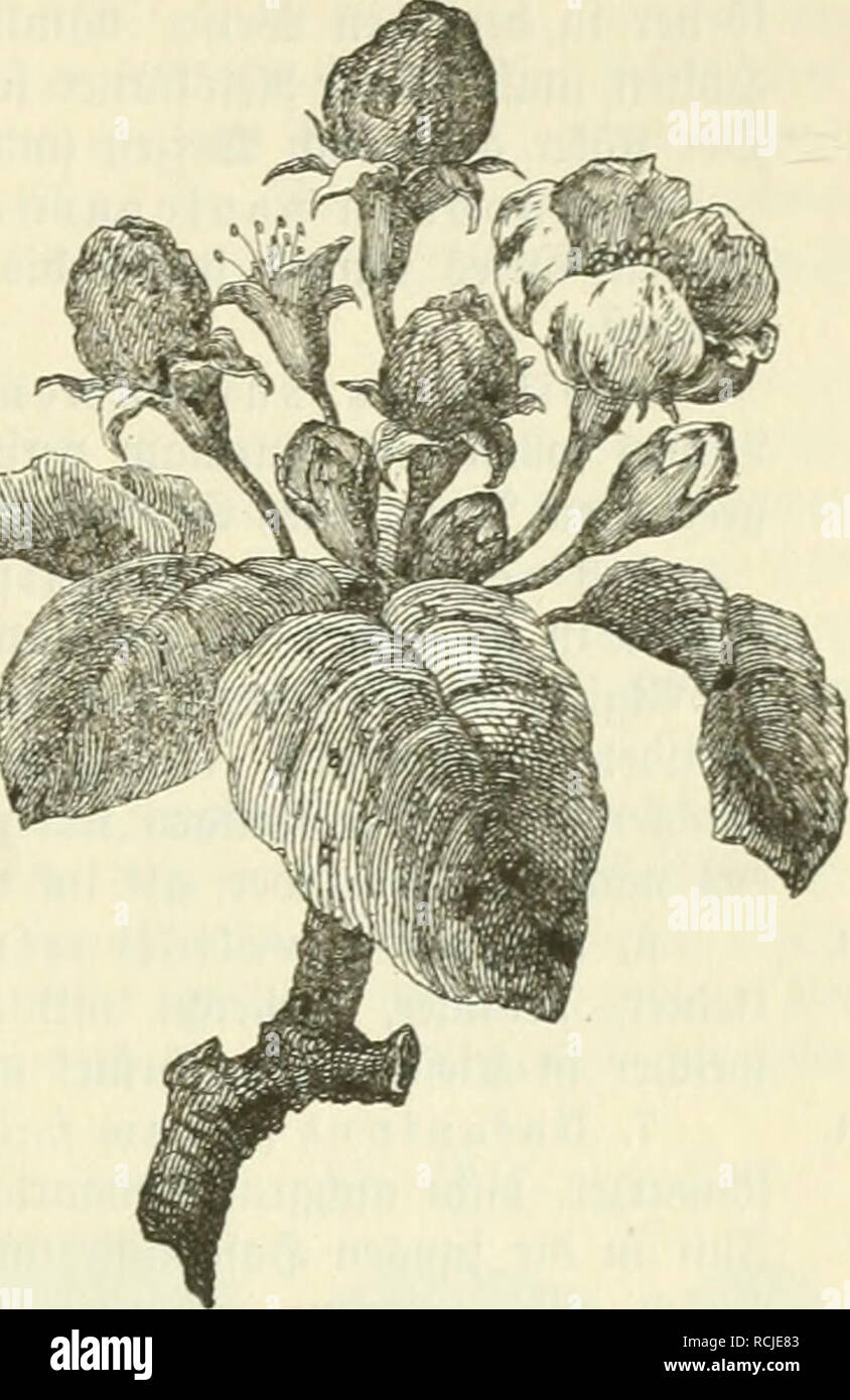 . Die Frauenspezifische der Pflanzen ; Ein Handbuch für Land- und Forstwirte, Gärtner, Gartenfreunde und Botaniker. Les maladies des plantes. 13. Chapitre : Stäex^^ » 285 / iiriinblic^Sine (2e§rüttunfl Mferä tu beä märe nur ju ert)offen, wenn man Stütcjeit beä bie jur 2tpfelbaume§ [eicf)t fenntlid befallenen lüten^en 33, en benen ^}ännäct äfer ber ft nod) eingef(l)Ioffen ablefen j[t, üerbrennen roürbc laffen nnb. 2lbfra^§ in oon Woo&gt ;^ ^unb kä-- ben Stämmen dix üvous trouverez sur nnb 33eflrcicf Äalf mit)en ^erbft im mirb nud) ^^nü ier couvercle) fein. 2lud)^ütteln Stbfd la fit se§ Ääfers unb löten ju Stnfanc ? Mcb Slblegen üov «uii Banque D'Images