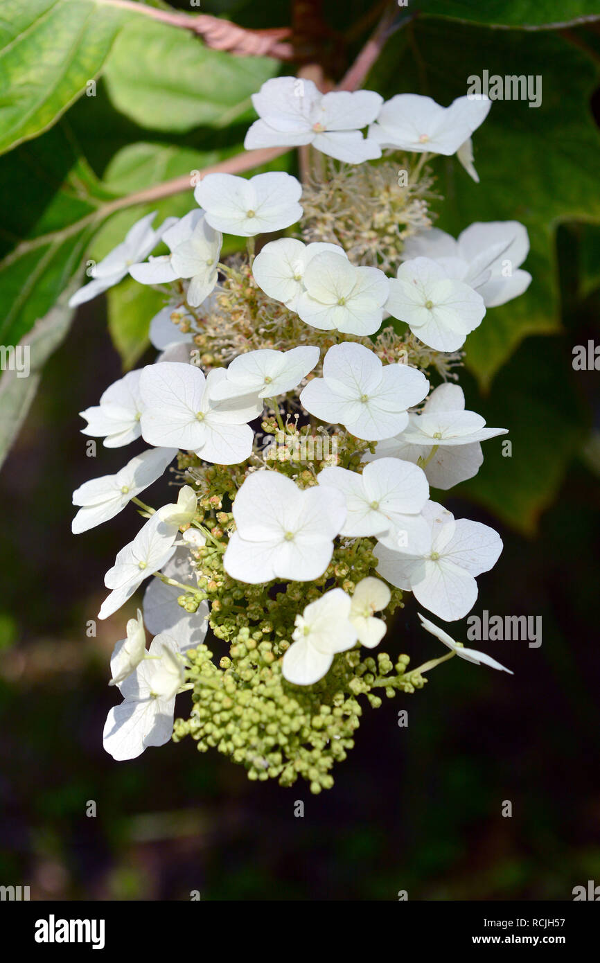 hortensia, hortensia à feuilles de Chêne, tölgylevelű hortenzia, hortensia quercifolia Banque D'Images