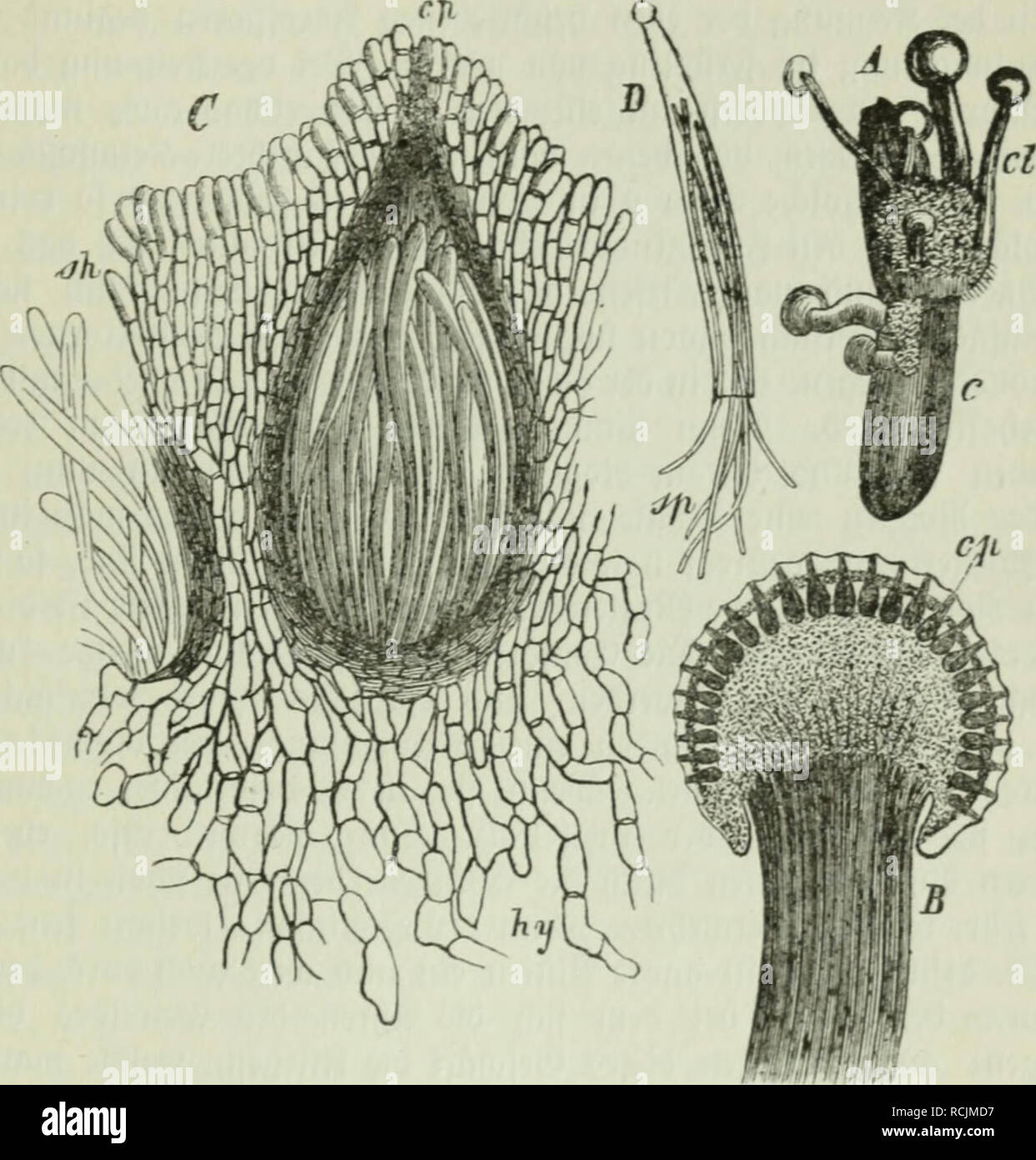 . Die Frauenspezifische der Pflanzen ; Ein Handbuch für Land- und Forstwirte, Gärtner, Gartenfreunde und Botaniker. Les maladies des plantes. 13. Chapitre : les Pyrénomycètes 471 nur§ au bem oben befd)riebenen Öciuebe bemerft iljm ; homme feinerlei porenbilbunci au ©, meber auBeu iniueuöicj ; nod, à l'unb ebenfoiuenig lueitere^irc ein enb S^öact^2c)tum noct) fouftic^cränberung 3 c[ ?, fobatb erreidjt röBe bie normale ©fit. Biefem auyLjebilbcten Bnftanbe 3n Iö[t [id) biv^ DJiutterforn üuS Ieid)t beu ©pelzen t)eran5, fällt bei ber (Srnte cjelangt unb am ent =. 5-ig. 84. Claviceps purporea 7'u/. Un C5dans clcroliinn}9 3 (f) iutterforn Banque D'Images