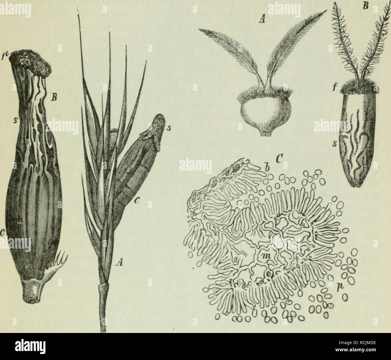 . Die Frauenspezifische der Pflanzen ; Ein Handbuch für Land- und Forstwirte, Gärtner, Gartenfreunde und Botaniker. Les maladies des plantes. 13. Chapitre : les Pyrénomycètes 469 eine mef)r e^länglid eftalt iinb ©, feine beiben ^^axb n [im Slbfterben Ginid inb unb)rumpfen bcßriffeii^ (-xq. 83). S^änö 8er5burc^ iiitt jeiGt[d)ber bafe, urfpriiuöncOe tfnütcn -5nid), beffeu ^ütolérance)lmig homme bentlid ortennt nod)), ben oberen 5:l'§ Äövper)eil§ einnimmt nnb, baB ber ganje barnnter befinb" lidje 2 :[)eil, lueiBcn anö einem idam)en ^il^gemebe être[téléphone)t, amalgament;par exemple un alfo. ÜJiutterforn ^aö OQp 0. Un ciné3tüi^^A'ii =)re 2004 mit einem -})je Banque D'Images