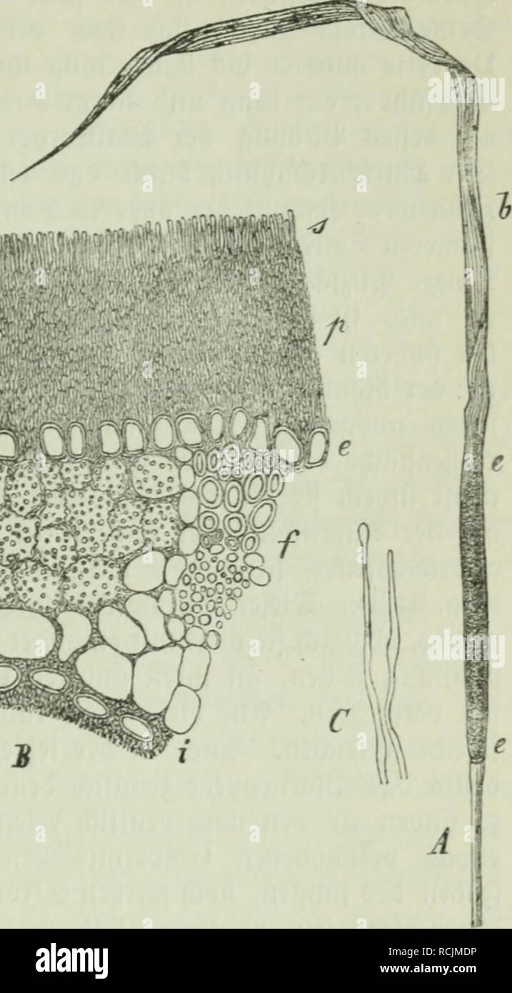 . Die Frauenspezifische der Pflanzen ; Ein Handbuch für Land- und Forstwirte, Gärtner, Gartenfreunde und Botaniker. Les maladies des plantes. 13. Chapitre : les Pyrénomycètes 459 im jungen (5ntir) elnng§3tc !une uftanbe Cberfläc^e eine feiner (5onibien = bilbung barauf ^^unb les eritljecien entmicfeit. Epichlop tjphina Tul. (Sphaeria typhina pers., Polystigma fto (6 enpils typhinum DC, Dothi ber- dea typhina Fr.), ift bie llrjaci)e fet von)r (l)arafteri Äranf tifd[)en ^* homme pafjenb iet, bie ^ülbenpil^ als ber ©reifer fann. bejeiäincu Sie fomuit erfcl t)une iebeneu)0 !)rami = neen, befonbers SimotbegraS m (Phleum prat Banque D'Images