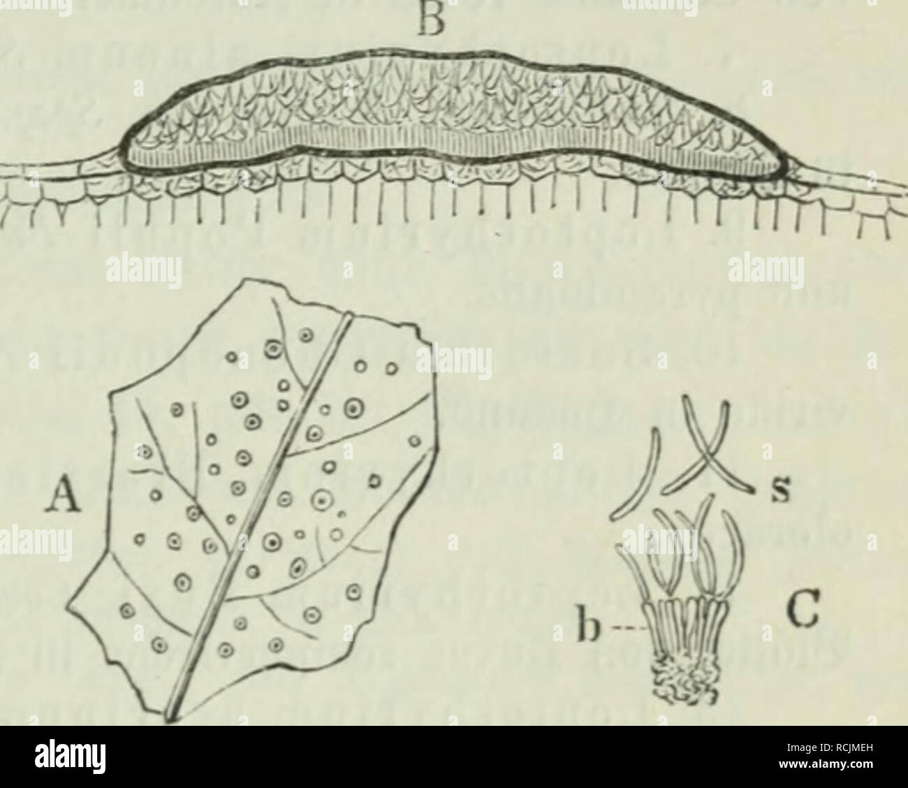 . Die Frauenspezifische der Pflanzen ; Ein Handbuch für Land- und Forstwirte, Gärtner, Gartenfreunde und Botaniker. Les maladies des plantes. 13. .Chapitre : les Pyrénomycètes 4095(3uf', lpfel ißtrnbaum. jc produites)en ijfniben§ ^bie al äaf^Iretd)e, Heine, bunfelolioenbraune fonoere riinbe Sßär,,^^^eroor d', wdd)e)t bicl mit eben[o bebecft gefärbten paaren [inb. £ie (fpinbelfürniig gefrümmt Sporen finb, 0,02 mm, lang. 7. Yermicularia trichella Fr., l'aii braunen, fid) oergröBernben iBIätter§ être Rieden ber 3 pfelbaum§ JBirnbaumö(, 2C. ; (gefrümmt ipinbelförmig Sporen, 0,016-0,025 mm, lang. 8. Un ermicularia atramentaria^être Banque D'Images
