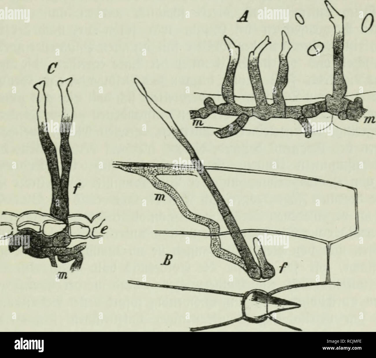 . Die Frauenspezifische der Pflanzen ; Ein Handbuch für Land- und Forstwirte, Gärtner, Gartenfreunde und Botaniker. Les maladies des plantes. 13. Chapitre : les Pyrénomycètes 293 Meu. Anbern Stiicf) bei Gelegenheiten geigt fid) bie (S(i)c)är5e auf bem ®e = treibe, aber immer gafi finb ce^ abgeftorbene et) bann bereits Seile, amalgament)c'est abattue sur luerben. (2o befonber regenlofen Sommeni luenn" dans^ üor betreibe ba (bcr 9fleife ^abftirbt auf bem elbe unb notreif dans ober ben Derfnmmert hörnern ganj i[t biefem Bnftahbe nnb dans trorfen unb auf gelb bem ^alme bleibt ; et ; fc^iuär^bann t fid) ber letztere oft mel)r weniger ober Banque D'Images