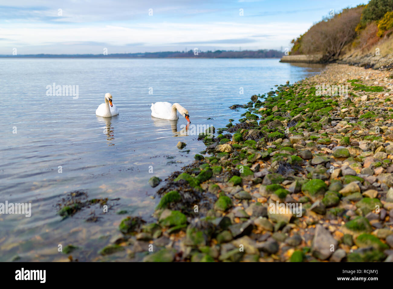 Photographie de paysage pâturage deux cygnes à côté de plage de galets dans le port de Poole, Ham Common, Poole, Dorset. Banque D'Images