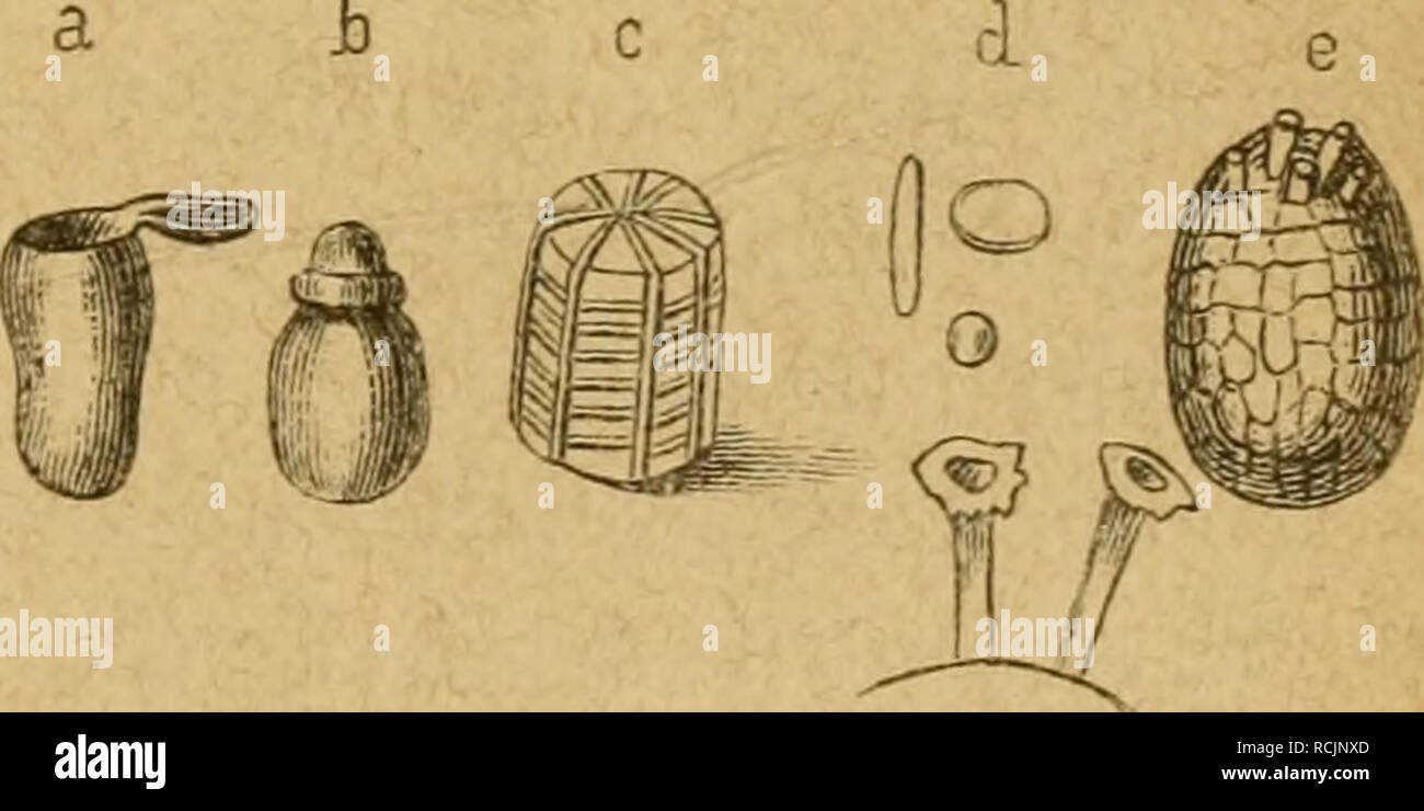 . Die Insekten. L'entomologie. 5-ortpf(an3ung"apparat. 397 a&lt;i) finb gh^unterfd 511 ae füllen), eibcn ^ütter primäre bie ober^aut (gig. 190aaa), tocfdje^§ m( t ^Tiibereä^X allein, caf a(§ aiitartige l)eine bihme Üiiube Subftan§ ber (être förperö§ ©j-(fc 6ft ift, jefimbäre imb bie bie ober eigent(id)e berbe d)L'unb itinifirte^^alen ©c aut, ha^ fotj. Ss^^orion (E5 g) tüeldjeS fdjon biirc^, feine oft l^ornbraune ?5t"elle:être foföie^ biird, J'ai bie)ol)e(© afticität oDerfIäd bie unb;couvercle en ©^ !u(pturt)erl)une antpanger ältniffe ^ben erinnert. (S§ tüeit geigt inbeg^ pücirtere eine fom. Söilbung ®ie erfte obe Banque D'Images