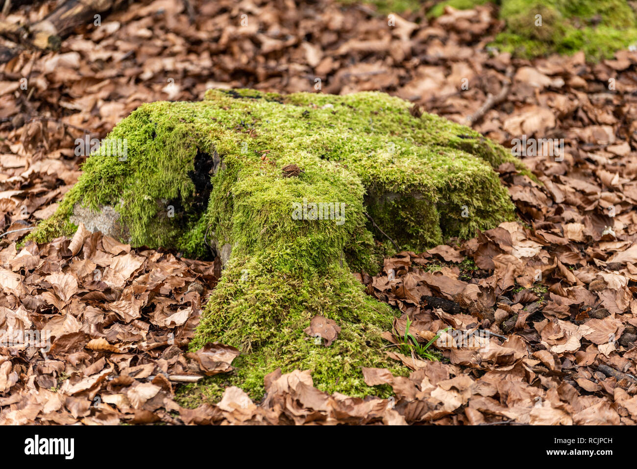 Souche d'arbre moussu, Blackwood Forest, Hampshire, Royaume-Uni Banque D'Images