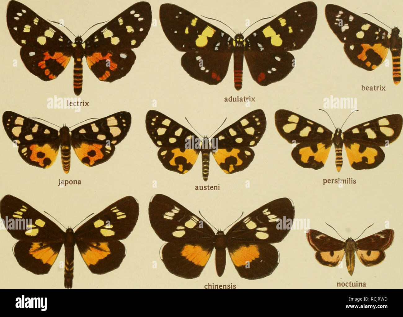 . Die Gross-Schmetterlinge der Erde : eine systematische Bearbeitung der bis jetzt bekannten Gross-Schmetterlinge. Les papillons ; Lepidoptera. III. . Noctuina AGARISTIDAE. chinensis anges amatrix. Veuillez noter que ces images sont extraites de la page numérisée des images qui peuvent avoir été retouchées numériquement pour plus de lisibilité - coloration et l'aspect de ces illustrations ne peut pas parfaitement ressembler à l'œuvre originale.. Seitz, Adalbert, 1860-1938. Stuttgart : Alfred Kernen Banque D'Images