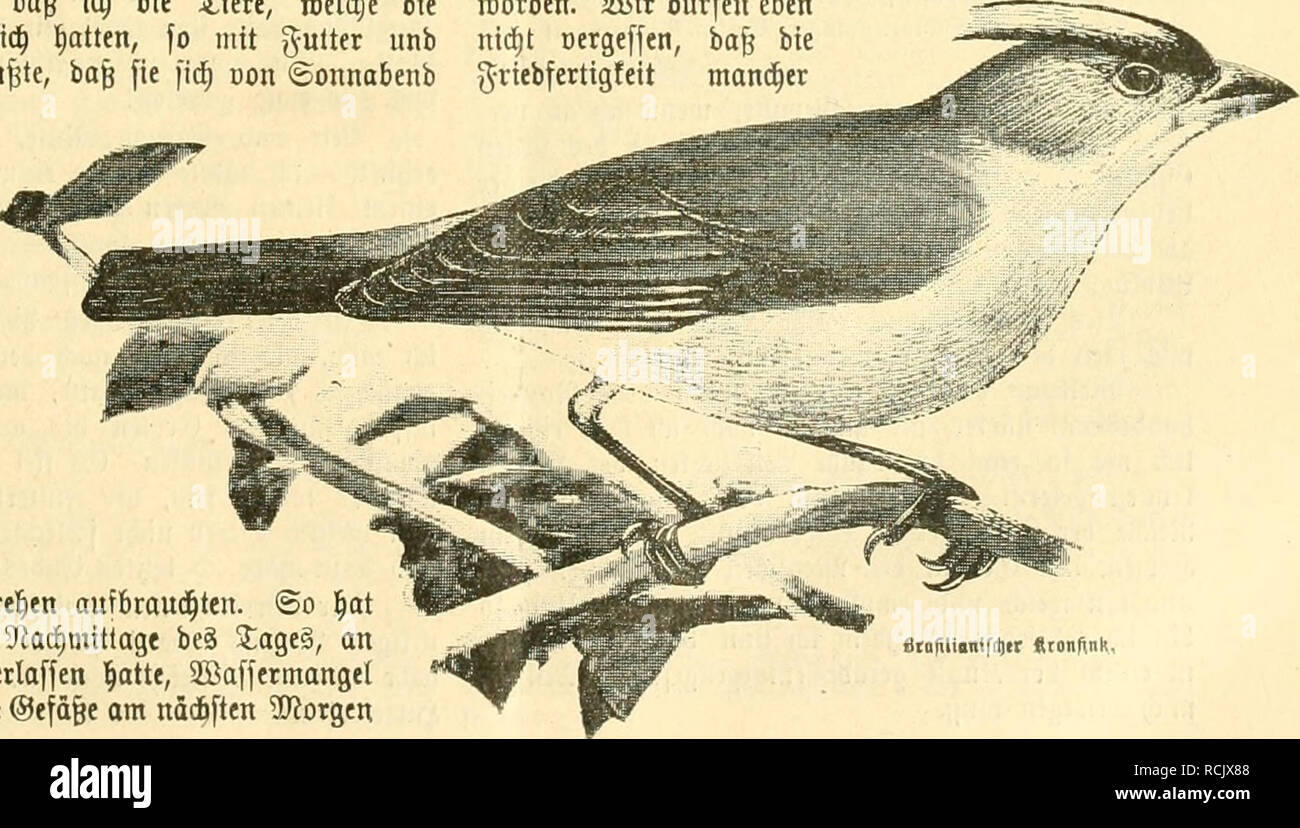 . Die Welt Gefiederte. Les oiseaux. "T. 73 ?tauu, ffintä ogcIpfleget§ Umäiiggnötc 3 ?53 jur 5lufjud;t roegen. « Orerroätmten vom Hamburger 3üd;ter erhielt id ; aud ißaar fflwarjbflrjelidit) ein "tr*ruii((Je suis(iiiii(1|fii (Spermestes melnnopygia). .Fteimat Vorneo ^ : unb sur l'agriculture. ,3d) F;abe 2biefe befeffen trt nod) nie, faf) aud felbige oorljer nidjt)'. Waü) "roirb biefe Stuf ?" TLR ?feiten eingeführt, pr ben erften Instant glaubt man, ffeine ©Ifierdjen (Sp. cucullata) oor fid ; ju Ijaben. ©od) basi ganje SGBefen fefjr ber melanopygia erinnert une japantfe ÜJJörodjen^e. 2lud) biefeö Vaar fit feit einigen Sage Banque D'Images