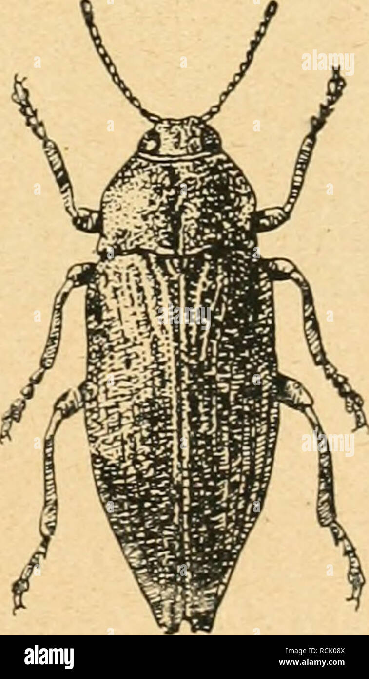 Chalcophora Mariana Banque D Image Et Photos Alamy