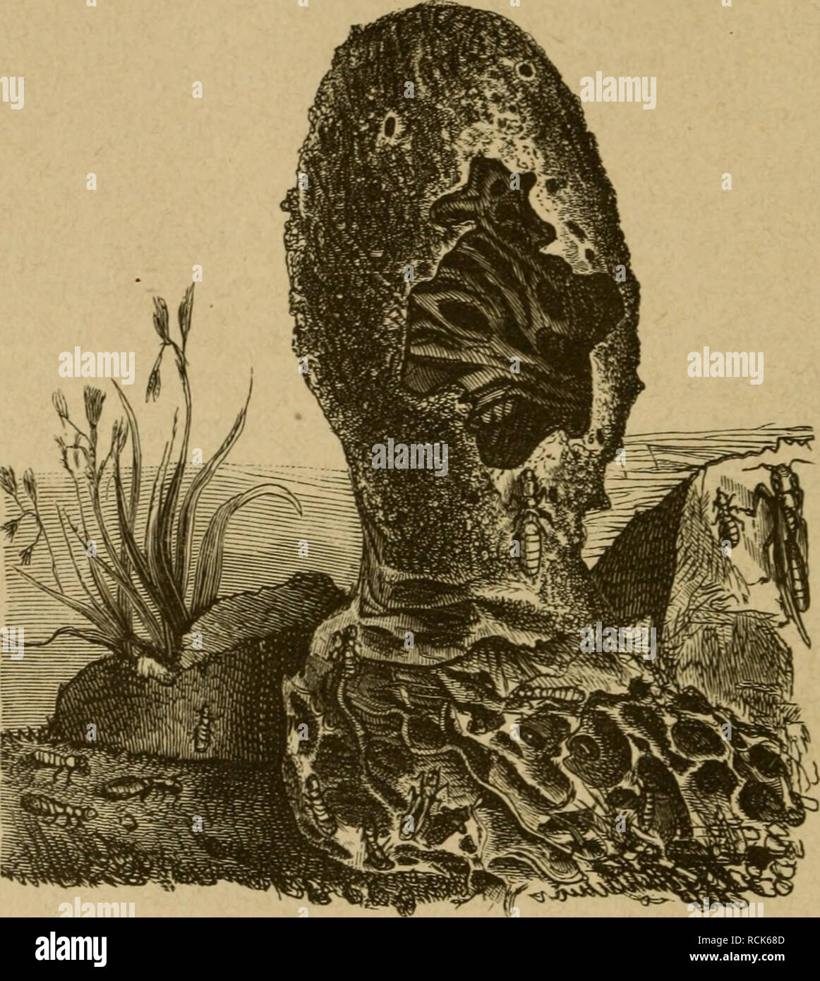 . Die Insekten. L'entomologie. 202 III. Chapitre. aber, Frei, eparationSgefüftcn öon ©allen ho6) nur eine unique gro^^Dhiftergefellfiiiaft§e au mad)en. S)un§ jid) öiefe^C biefer rb !)üge( allniälig bidjten bebeden, végétation, ann ben Stermiten !nur ertt)ünfd)t fein. tüie mcx fiel)t'§ ^nneru nun im au§ ? @O langtüeilig. &Amp;13,79. 6 Sermiteu§ ou ua iss enget ojp dans SScrberiubien. Contre l'IMT. Qix. ^SBicncr mufeuni regeünägig de". tüie ienenftode aEerbing in 58nic"^t. S)ie Xermiten moberneS bauen eben fein 3^tlengefängni fonbern§, ii)re §üge( f)aben moi()r öon ber 9iomanti ! Eine§ alten S^itt Banque D'Images
