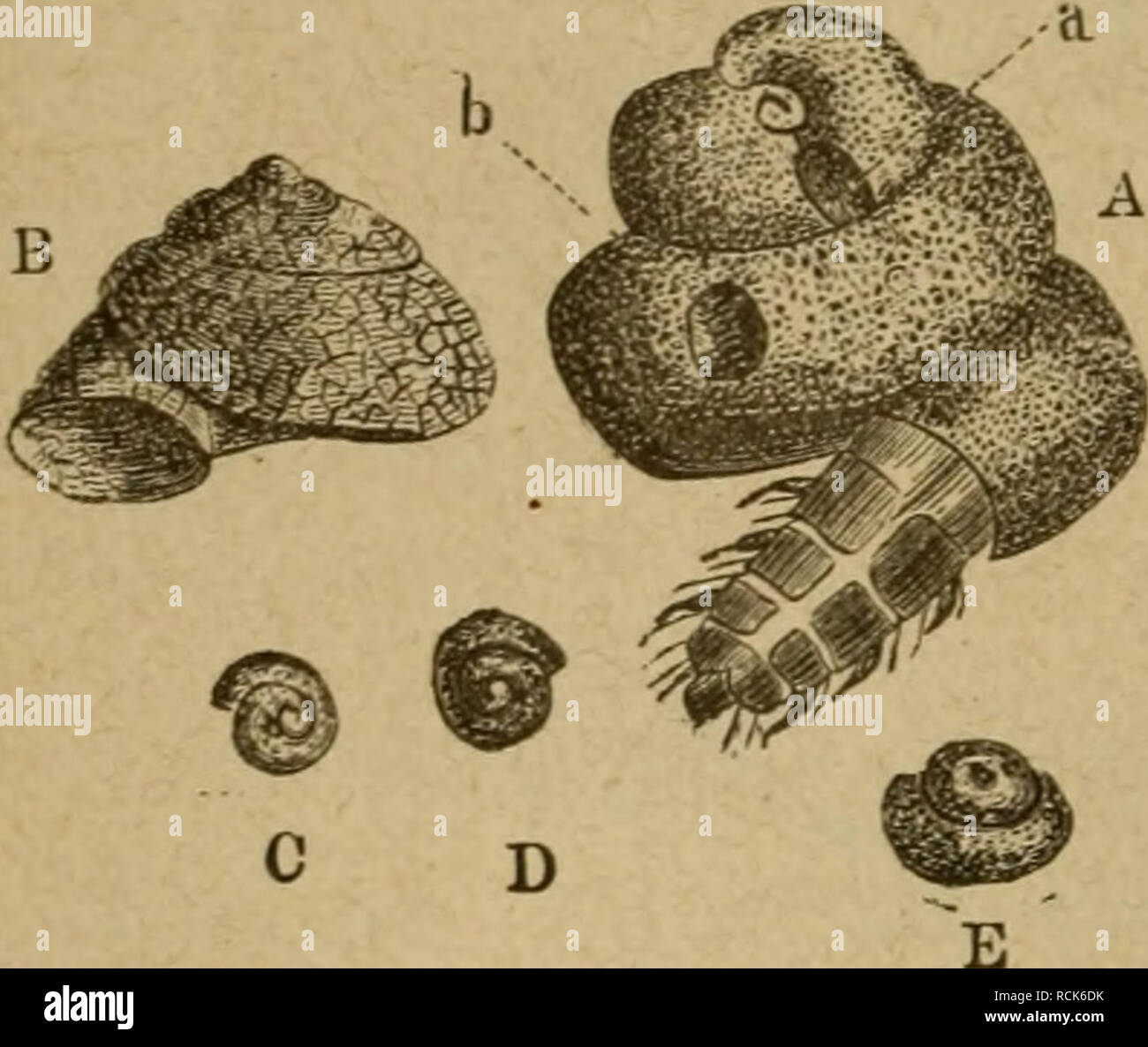 . Die Insekten. L'entomologie. QQ II. Chapitre. f)ier ^auptxoUe fpielen bie, jotüie anbere äußeren aud) ben§ beftimmeiibc |)abitu Xf)e §hjeier(ae^öcrfd iebener, aber dans ät)n(IC 673 Icbenbcr^er une Wirten bie (entere dans g(ei(i)er SSeife anpaffen galtet, fid), |)cu|^anbere Äerfe unb reden !opiren bürre ättcr S3(g(eid) de l'UNB en fid^^il i)l'aib anä) unter einanber. ©à tel)rreid (gjempet biefer)cÄ Slrt geigen bie au§ @anb !en fabricirten Sarüenfutterale Drnd)@d;metter von^ (ingo (Psyche helix, gig. 13 A, D), de l'unb grülj§(ing = fliege Helicopsyche- wortlii (navette, gig. 13 B, C), Jüoöon erftere un f Banque D'Images