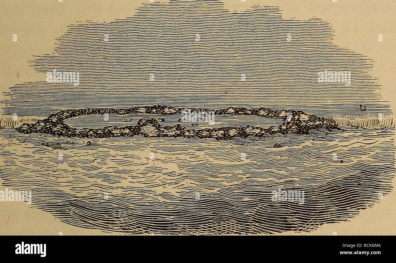 . Éléments de géologie : un texte-livre pour les collèges et pour le lecteur. La géologie. Fig. 122. qui le récif est jointe. Imaginez une teinte circulaire de disjoncteurs comme une gerbe de neige sur la mer, indiquant un sous-marin circulaire ridge (la cor- al reef) gemmed comme avant avec . J^M. ^^^ vague-isl formé- ste ; et dans le cercle, un la- goon d'eau placide vingt ou trente brasses de profondeur (Fig. 121). C'est un sous-marin de l'urne debout dans l'eau, l'insondable comme vu dans la section Fig. 122. Pendant les pauses dans le récif  ^  les navires entrent dans le cercle et trouver bon port. Au moyen d'une saine- ment il est constaté Banque D'Images