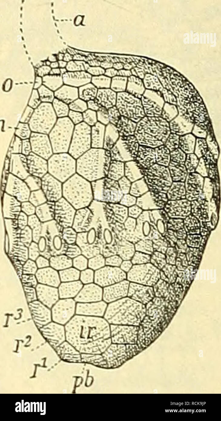 . Die Grundlagen der geologischen abstammungslehre. La paléontologie, l'évolution. Fig. 86. Von Kelchdecke Actinometra Lk solaris. Lebend. Amérique, un ; après un/'ambu- lakralfurchen örArme ; ; o Plätt Vogelhüttenweg ; pl- Kelchdecke der chen. (Nach Cakpenter.) Fig. 87. Siphonocrinus Hll nobilis. Oh. Silur. Le Wisconsin. Steinkern des Kelches, pb Ba- salia ; r±-^ Radialia r ; ir Interradialia Ambulakren oMund ; suis ; ; une Afterröhre. (Aus Steinmann : Einf. i. d. Pal.) Erkennt man der hier versuchten das gewissen Ableitung Grad von Wahrscheinlichkeit zu (Jäkel Springer und habe ich als Eides- helfer schon erwähnt), de sorte que l'erg Banque D'Images