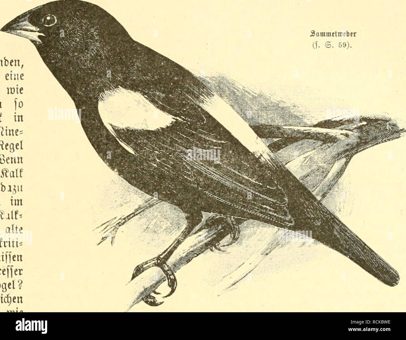 Die Welt Gefiederte Les Oiseaux Swt 8 A Lblerfpatre Abet Anorganif Sbaffer Unb E Siofirunga Poffe A A Senf Roirl Lag Cl Imb Anbete Beobachtungen Fttne Gena Genbe Sbeta Egung 61 Tonnm Aitn Aben Ober D Etiuaa A
