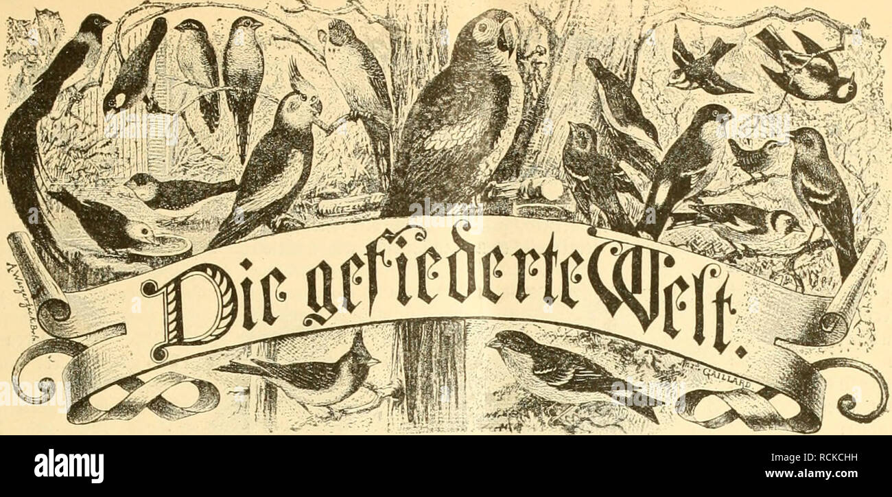 Die Welt Gefiederte Les Oiseaux Ittodjcttrdjttft Itiiocuteliljabet Fur 3iw Tet Nni F Foitiie Mikt Tttt I D Tfliiflalt Sfijoc Enhic Iuuftriilc Eine Gut 3ui Iimer N E V Q U O O E Ij E B C