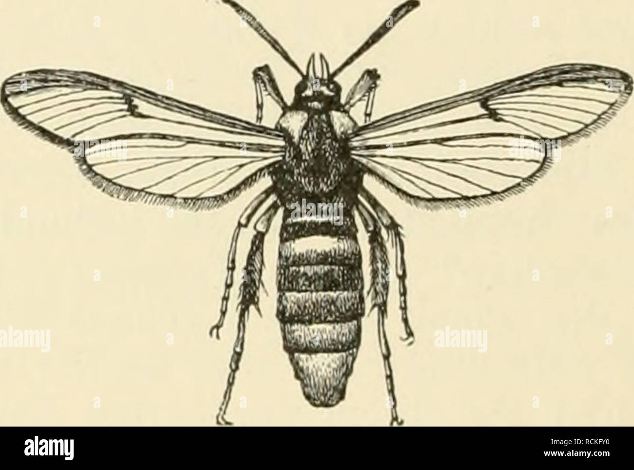 . Die forstinsekten Mitteleuropas. Ein Lehr- und handbuch. Les arbres ; les insectes utiles. Fig. 46. Mimikry : Wespe und Hornissenscliwärmer. En Claus-Grobb (Aus.) Es lassen sich nach Döderlein (1907-1988) Kategorien von Polymorphis- mus REEE. Dimorphismus unterscheiden, von en wir wollen erwähnen les hier : 1. Sexueller. Dimorphismus Ein solcher liegt vor da, wo die beiden Geschlechter nicht sich nur durch die eigentlichen (Geschlechtsorgane primäre Geschlechtscharaktere) unterscheiden, sondern auch außerdem noch durch die Färbung, Gestalt, Struktur usw. (Geschlechtscharaktere wesent sekundäre) Banque D'Images