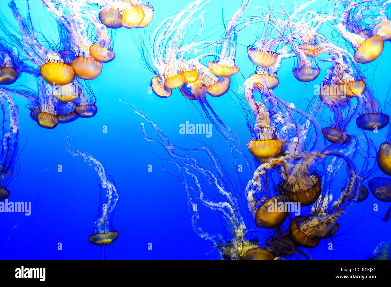 Méduses dans un aquarium marin sur un fond d'eau bleue Banque D'Images