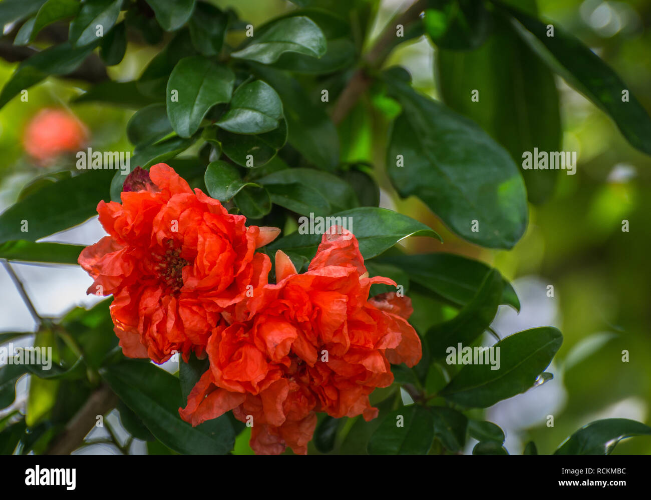 Fleurs orange vif d'un grenadier (Punica granatum). Fleurs de grenadier (Punica granatum orange vif) Banque D'Images Fleurs orange vif d'un grenadier (Punica granatum). Fleurs de grenadier (Punica granatum orange vif) Banque D'Images