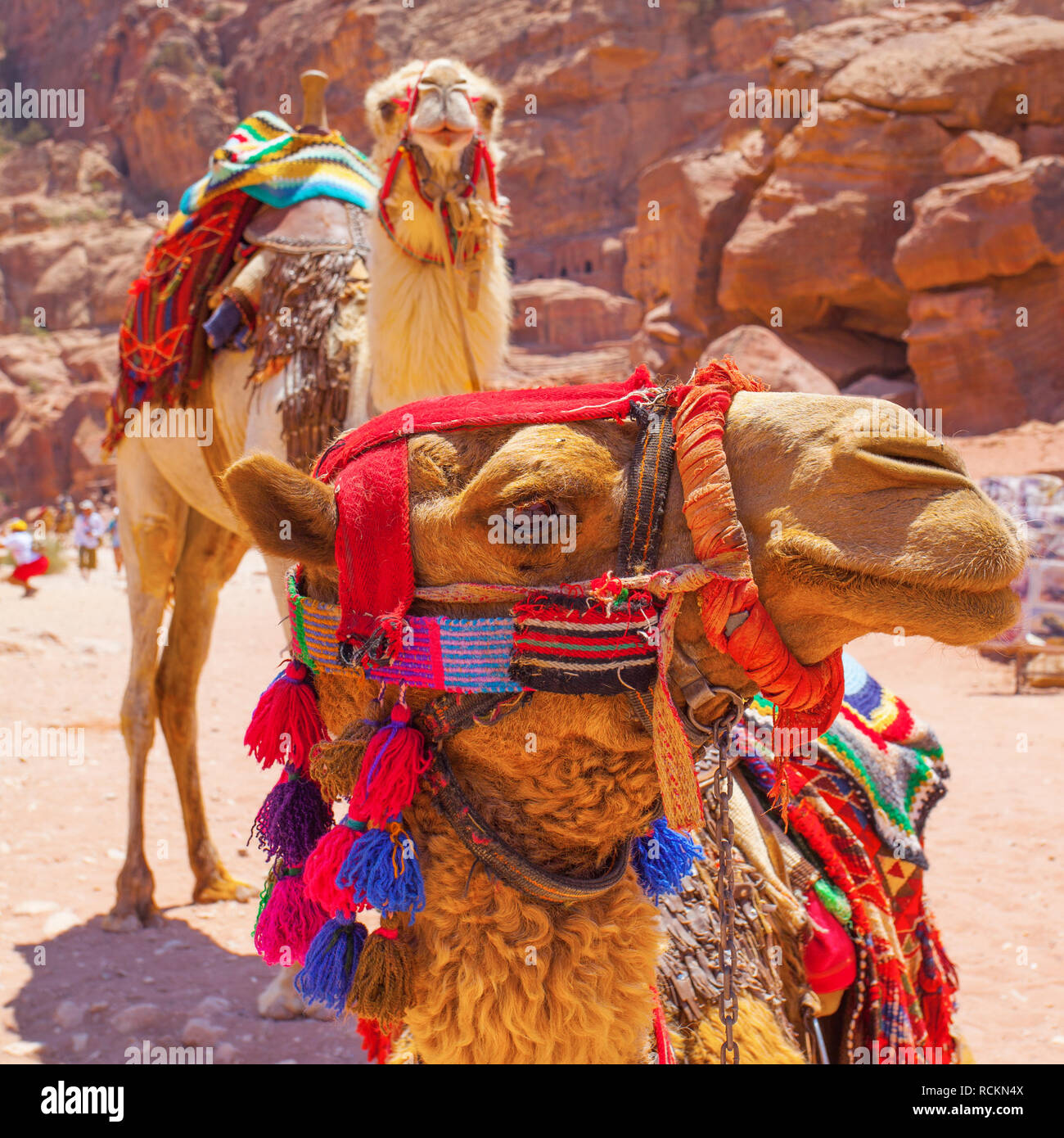 Les chameaux Bédouins de Pétra, Jotdan Banque D'Images