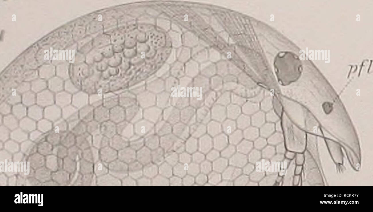 . Cladoceren die der Umgebung von Basel. Cladocères ; Crustacea. . Veuillez noter que ces images sont extraites de la page numérisée des images qui peuvent avoir été retouchées numériquement pour plus de lisibilité - coloration et l'aspect de ces illustrations ne peut pas parfaitement ressembler à l'œuvre originale.. Stingelin, Theodor. Genf : Buchdruckerei Aubert-Schuchardt, Rey &AMP ; Malavallon, Nachf. Banque D'Images