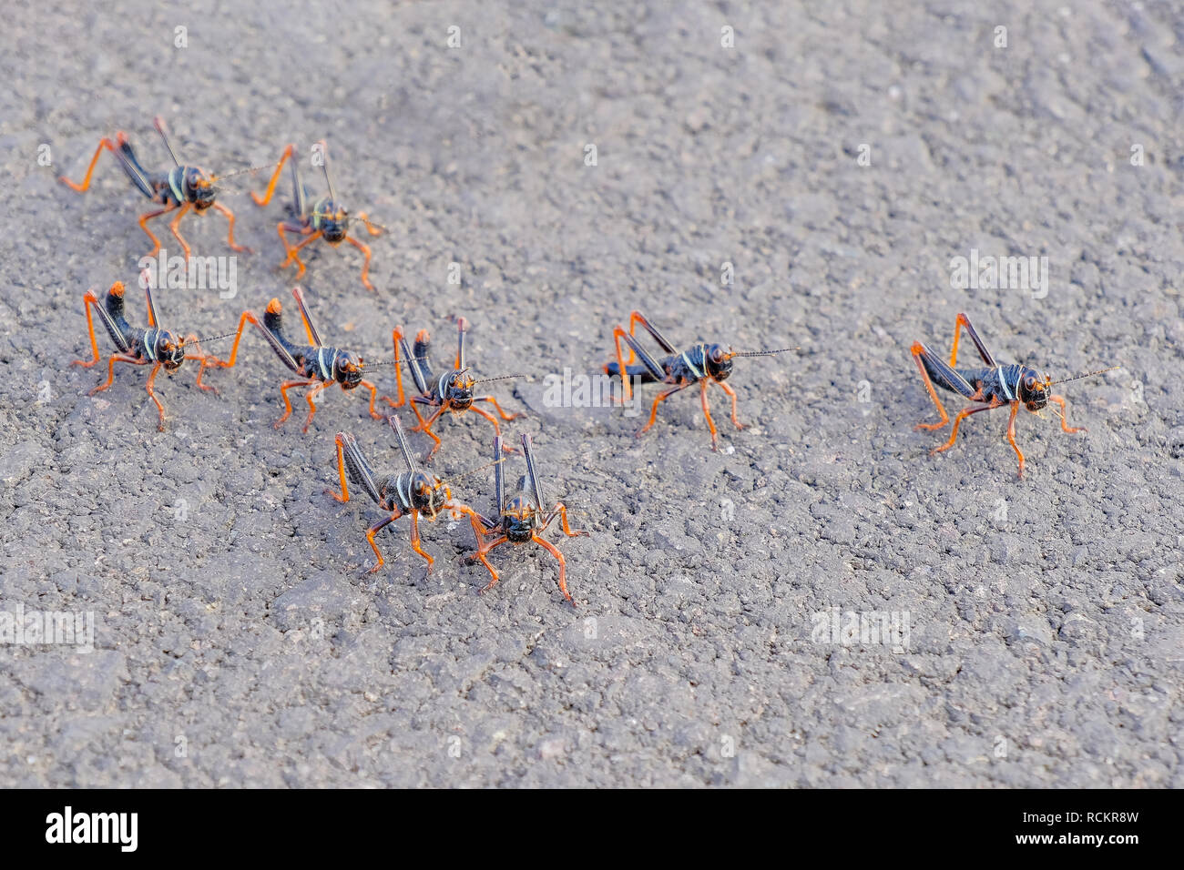 Noir, rouge-orange, sauterelle, Gran Chaco au Paraguay Banque D'Images