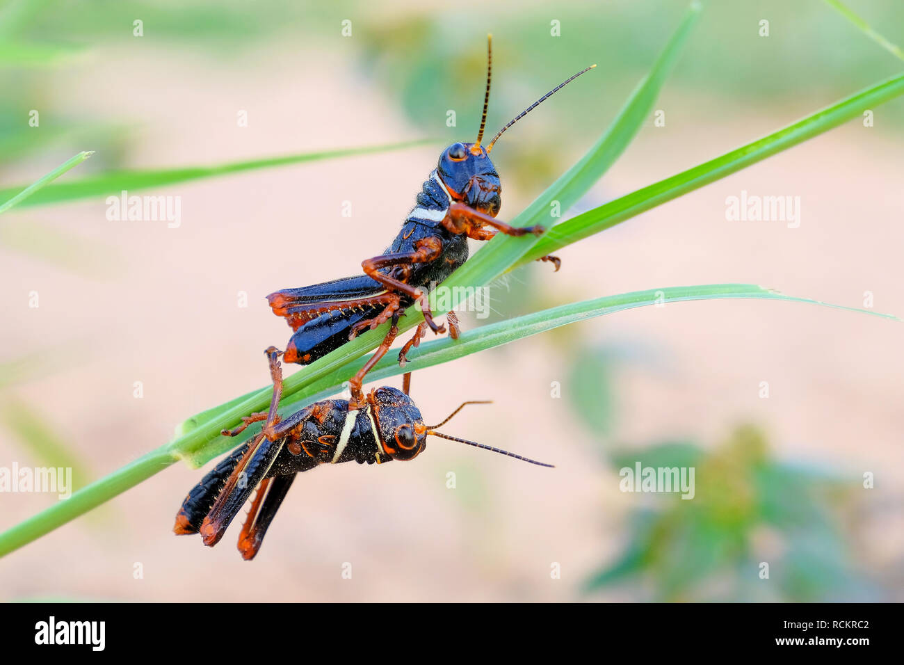 Noir, rouge-orange, sauterelle, Gran Chaco au Paraguay Banque D'Images