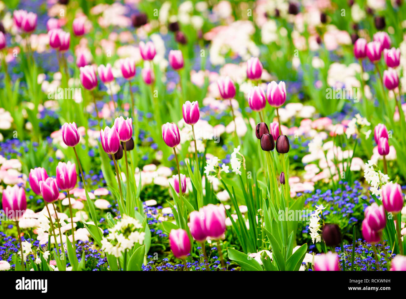 Tulipes colorées dans le jardin de fleurs Banque D'Images