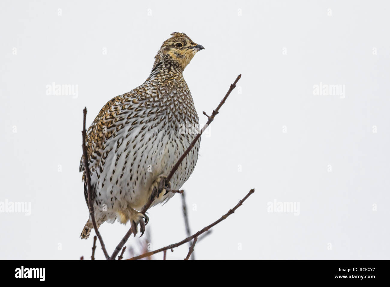 Des profils Tétras à queue fine, Tympanuchus phasianellus, haut perchée dans un arbre frêne vert à la fin de novembre, l'unité de Parc National Theodore Roosevelt Banque D'Images