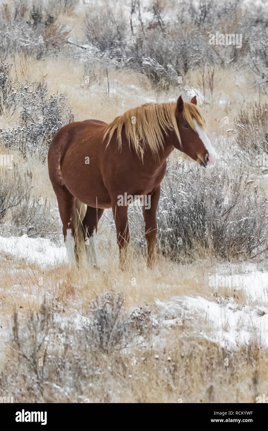 Wild Horse, Equus caballus, paissant dans une prairie Novembre neigeux de l'unité sud du Parc National Theodore Roosevelt, Dakota du Nord, USA Banque D'Images