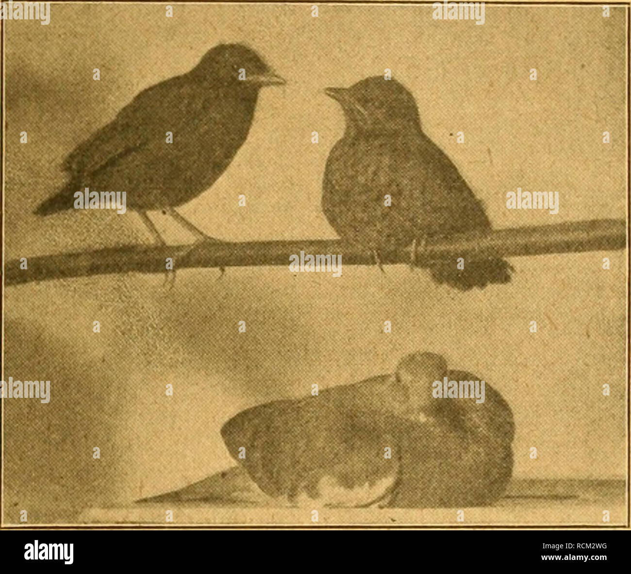 Die Welt Gefiederte Les Oiseaux Wr 11 Suffe Ornit Amp E Oloalfc Tjerabgefallen Arlegserinnenmgen 85 Fie Fia T Rut Tg Auf Bem Neu Aiifgeiud Ten Age Trenn Bqa Efeftrifd A Sid T Cingefdjaltet Wni Fo Bafe Fri Glaube Entroeber Die Welt Gefiederte Les Oiseaux Wr 11 Suffe Ornit Amp E Oloalfc Tjerabgefallen Arlegserinnenmgen 85 Fie Fia T Rut Tg Auf Bem Neu Aiifgeiud Ten Age Trenn Bqa Efeftrifd A Sid T Cingefdjaltet Wni Fo Bafe Fri Glaube Entroeber