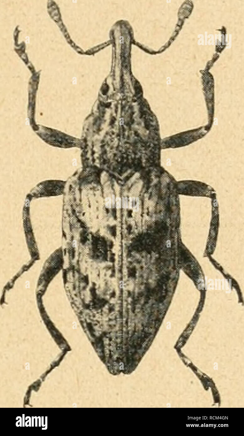 . Die forstinsekten Mitteleuropas. Ein Lehr- und handbuch. Les arbres ; les insectes utiles. Curculionidae, - Langrüßler. Cleonus glaucus. ^gj 7c5^ Cleonus glaucus F. ( = turbatus Fahr.). (Großer grauer oder weißer Rüsselkäfer.) Der "graue Rüßler" (ABB. 179J, besonders in Norddeutschland auf sandigem Unmassen zuweilen Boden dans Käfergräben zusammen mit den Hylobius abietis gefangen. Dies war der Grund, warum nhi Ratzeburg (S. 138) Forstentomologie einführte à mourir. Über seine forstliche Bedeutung war sich nicht klar Ratze- burg. Er führt nur eine Beobachtung une Klockmanns, wonach dans e Banque D'Images