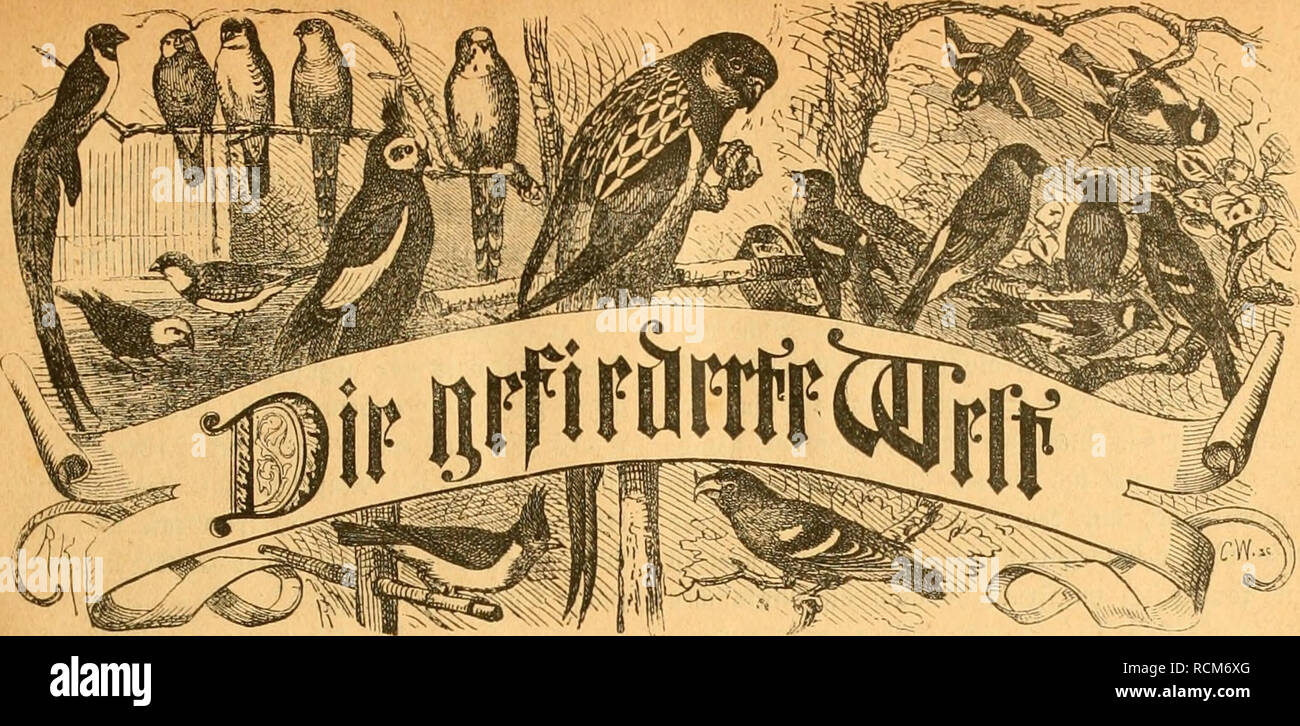 Die Welt Gefiederte Les Oiseaux Dtfcl 3 Ciiv Ifir A Ooenicfiftttkr Sm Kv Iinii Iinwcr Ipcftclliiiuicn Jca Tiuvrf E 3 Ud Linnbhmii Fnmic Jeisc Gt J Gt Ii Tonftnlt Aorgant I I E R Q U E 9 A