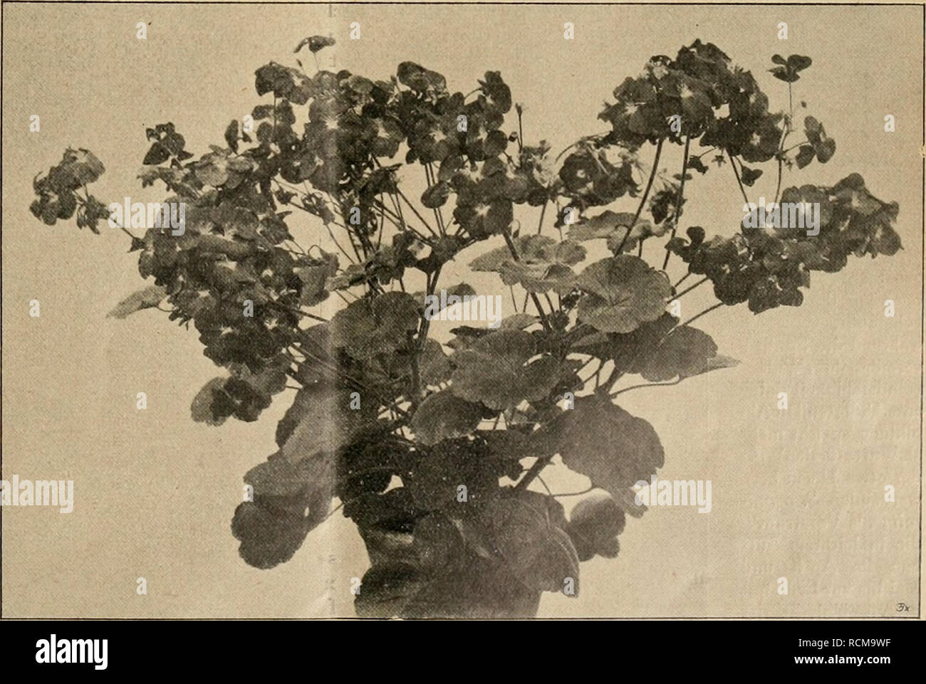 Die Gartenwelt. Le jardinage. Pelargonium Juno. Der rechte Blütenstand hat  nach dem Abfallen Blütentriebe Blüten der neue und bildet erzeugt eine  effet zusammengesetzte Dolde. Euh gutgebaute Pflanzen zu erzielen, dem  Endspitzen