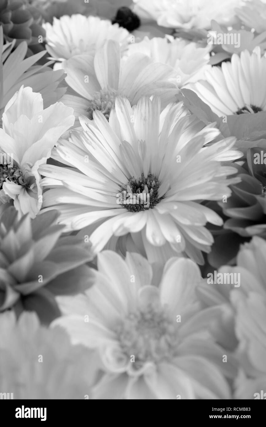 Calendula pâle fleur en focus sélectif entre joli jardin fleurit - traitement monochrome Banque D'Images
