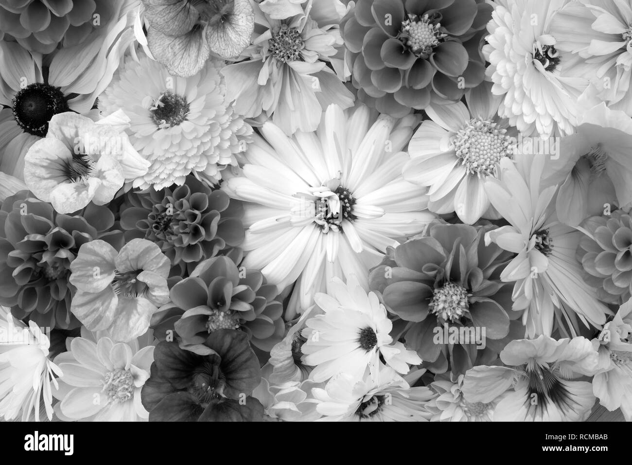 Grandes fleurs calendula fleurs mixtes entre - les capucines, dahlias et cosmos - traitement monochrome Banque D'Images