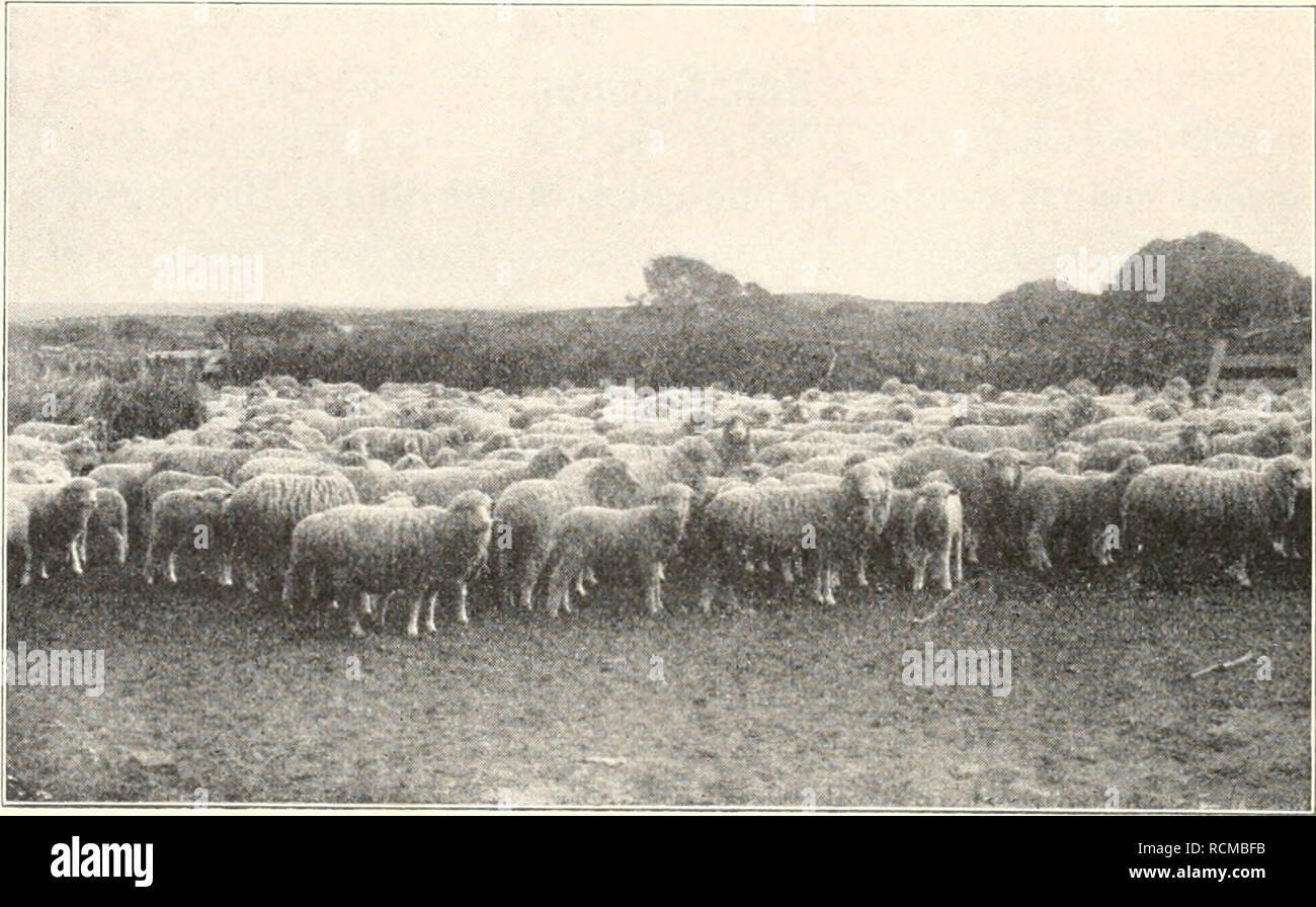 . Die Fauna südwest-Australiens. Ergebnisse der Hamburger südwest-australischen Forschungsreise 1905. Zoologie -- Australie ; expéditions scientifiques -- Australie. 60 R" Hartmeyer, appuyer sur. M. Loyne lebt dort ganz allein mit zwei kleinen und Frau senneur Kindern. Seine Bedienung aus einem il malayisclien Schafliirten Koch und einigen schwarzen. Tagaus tagein fließt, sein Leben in schwerer, ununterbrochener Arbeit dahin. Nur einmal im Monat bringt ein Segelboot von ihm seine Denham, Post für deren Beförderung er selbst die Kosten zu tragen hat.. Taiiiala Merino-Schafe der Farm. Eine Schaffarm Banque D'Images