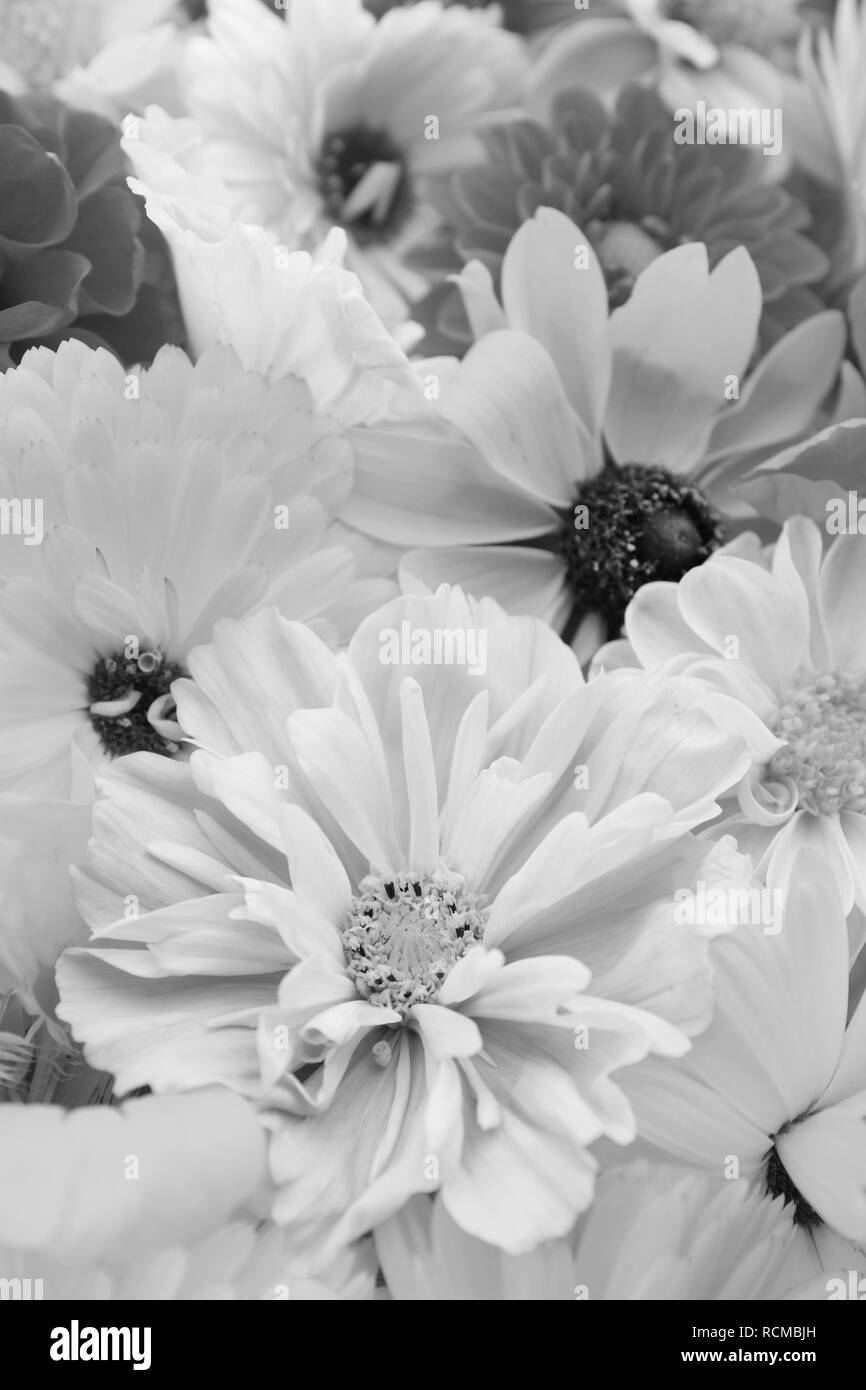 Cosmos pâle fleur en focus sélectif avec calendulas et rudbeckia fleurs - traitement monochrome Banque D'Images