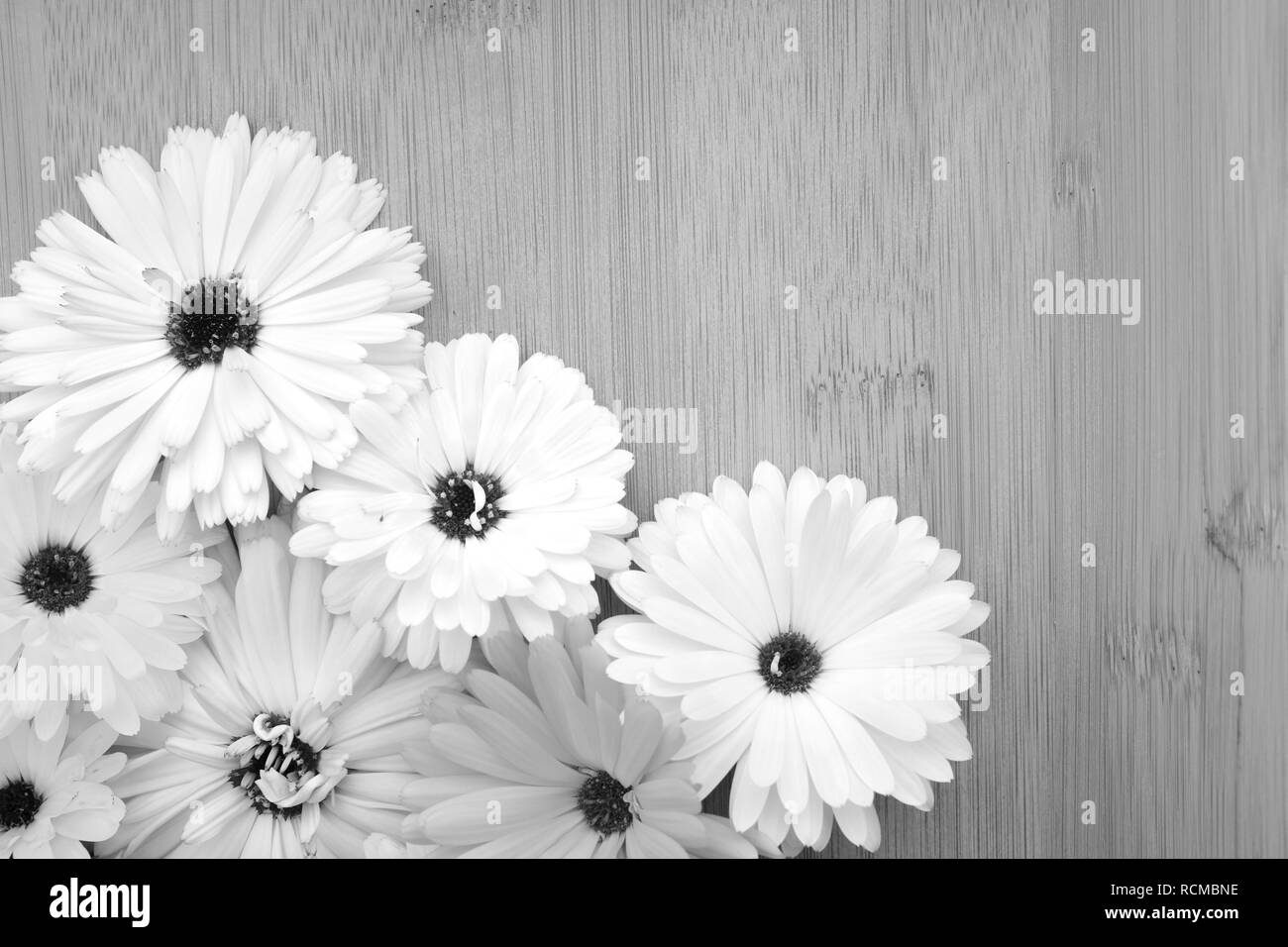 Le Calendula Fleurs disposées sur un fond en bambou avec copie espace - traitement monochrome Banque D'Images
