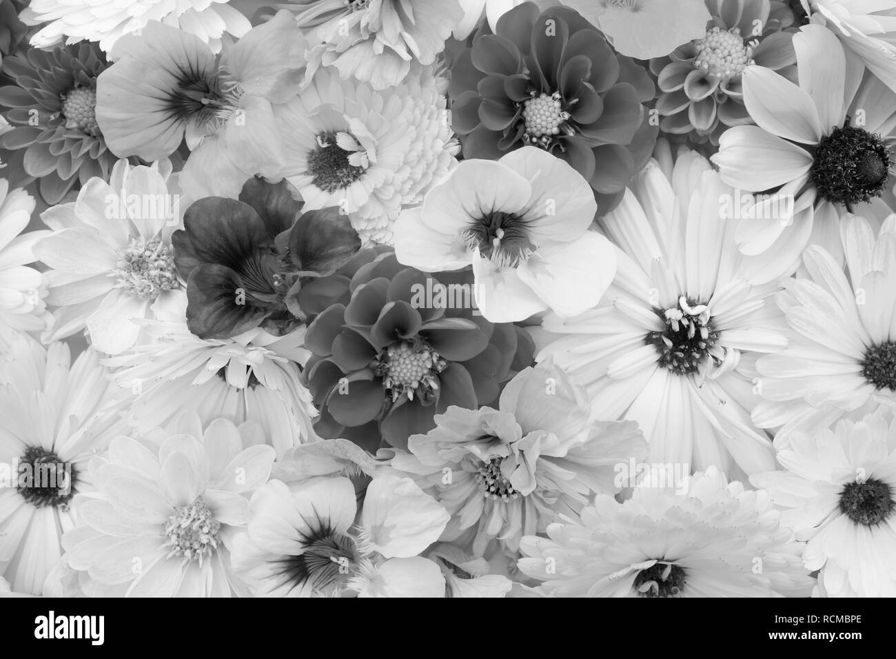 Fond Floral de fleurs de jardin - calendulas, dahlias, rudbeckia, cosmos et capucines - traitement monochrome Banque D'Images