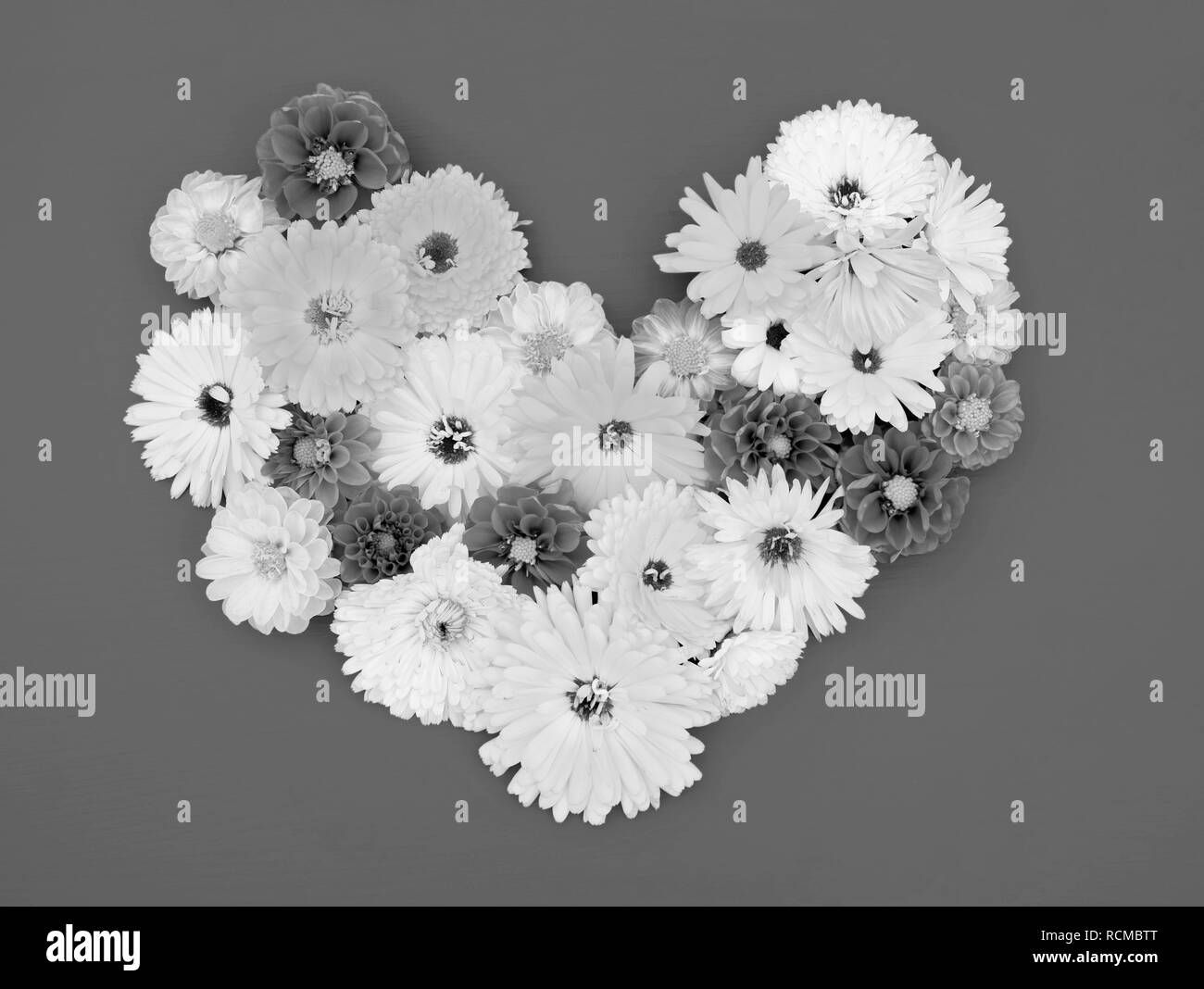 Calendulas et dahlia fleurs dans un cœur floral arrangement sur un fond peint - traitement monochrome Banque D'Images