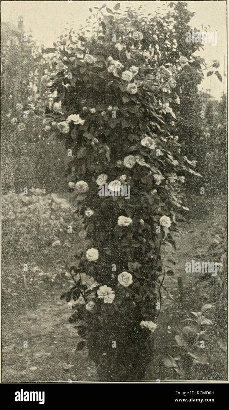 . Die Gartenwelt. Le jardinage. VII, 13 Die Gartenwelt. 151 Pflanzenkunde. Keimungsverhältnisse Leguminosensamen die der und ihre Beeinflussung durch Organismenwirkung. Curt von Gebhardt, Tharandt. Ce Jliine betitelte Arbeit, die durch ihre Resultate tous- gemeines Interesse verdient und c'est pourquoi hier im Auszuge mitgeteilt werden soll, ist von Regierungsrat L. Hiltner dans den Arbeiten der biologischen Abteilung für Land- und Forstwirtschaft suis Kaiserlichen Gesundheitsamte, Berlin, (III. I. 1902) erschienen. Es ist eine vielen Land- wirten bekannte Erscheinung, die sich auch bei gärtnerischen Kulture Banque D'Images