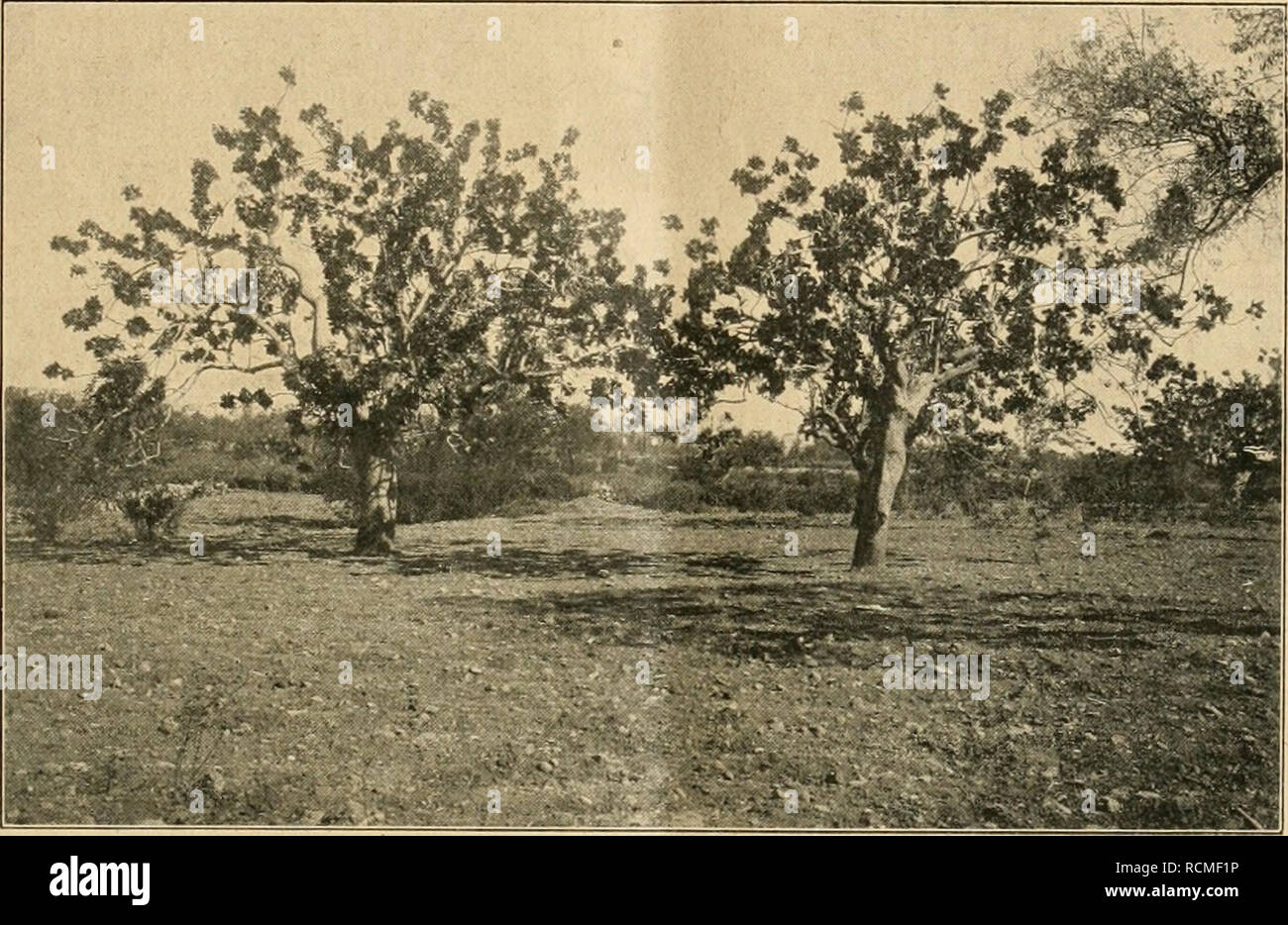 . Die Gartenwelt. Le jardinage. XXII, 40 Gartenwelt. 315 1. Pistacia Terebinthus L., besonders auf den Inseln der Son Servera Kleinasiens. Durch die dans Einschnitte- ge Rinde winnt man einen Baume, der früher Unter dem Namen dans zyprischer Terpentin den Handel kam. Mourir, Blattzellen hervorgerufen von einer Blattlaus, Pistazienzellen Gerbstoffgewinnung dienen als zur. 2. Pistacia lentiscus L. ist die bekannte, Mastix, liefernde Mittelmeergebiet immergrüne, im ganzen verbreitete Pflanze. Hauptnutzungsgebiet Ihr ist die Insel Chios, wo sie in einer Varietät var. chia dans großen Mengen angebaut wird. Banque D'Images