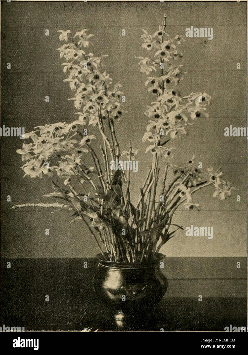 . Die Gartenwelt. Le jardinage. 246 Die Gartenwelt. XVI, 18 BrÃ¼ssel, mit einer wahren Prachtgruppe (ABB. unten) der wertvollsten Odontoglossum-Hybriden einigen und anderen Schüller¶nheiten, wie Zygopetalum Charlesworthii, Brasso- cattleya Queen Alexandra, mit herrlicher, weiÃer BlÃ¼te Lippe und Schlund, gelb, Miltonia Warscewiczii aus Co- lumbien usw. Der bekannte Orchideenimporteur W. Hennis, Hildesheim, zeigte eine Anzahl starker, Arten von frisch Monochapelle importierter, darunter Den- drobien¤StÃ von seltener rke, ferner eine Gruppe ne blÃ¼hender¶Schüller, hauptsÃ¤chlich Pflanzen Cattleya, d Banque D'Images
