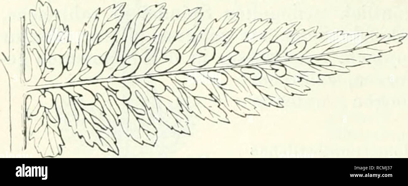 . Farnkräuter die der Erde : beschreibende Darstellung der geschlechter der Arten und wichtigeren Farnpflanzen mit besonderer Berücksichtigung der Exotischen. Fougères. 224 Zweiter Theil. Beschreibung der Geschlechter Arten und Gruppen,. Textur weich krautig zartgrün Nerven, peinture, dans Fiederchen gefiedert den, kurz, Sori reichlich, lineal-länglich, untere oft gekrümmt. Hab. Vom arktischen Nord-Asien dem östlichen Europa und bis zu den Mittel- meer-Ländern : Portugal (levier), madère, Algerien, Nord-Indien la Chine, le Japon, l'und und wieder dans Nordost- ainsi gut als dans Noi'dwest-Amerika und längs den anden Banque D'Images