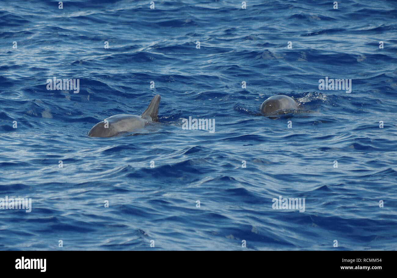 Natation à tête de melon dans les Caraïbes les baleines au large de la côte de la Dominique Banque D'Images