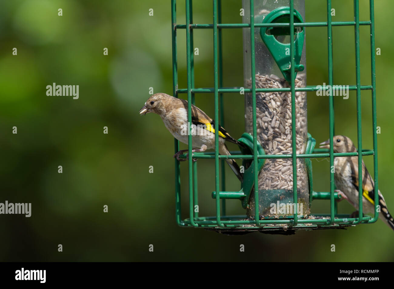 Godfinch. Carduelis carduelis. Deux oiseaux juvéniles sur la preuve de l'Écureuil d'alimentation. tournesol Banque D'Images