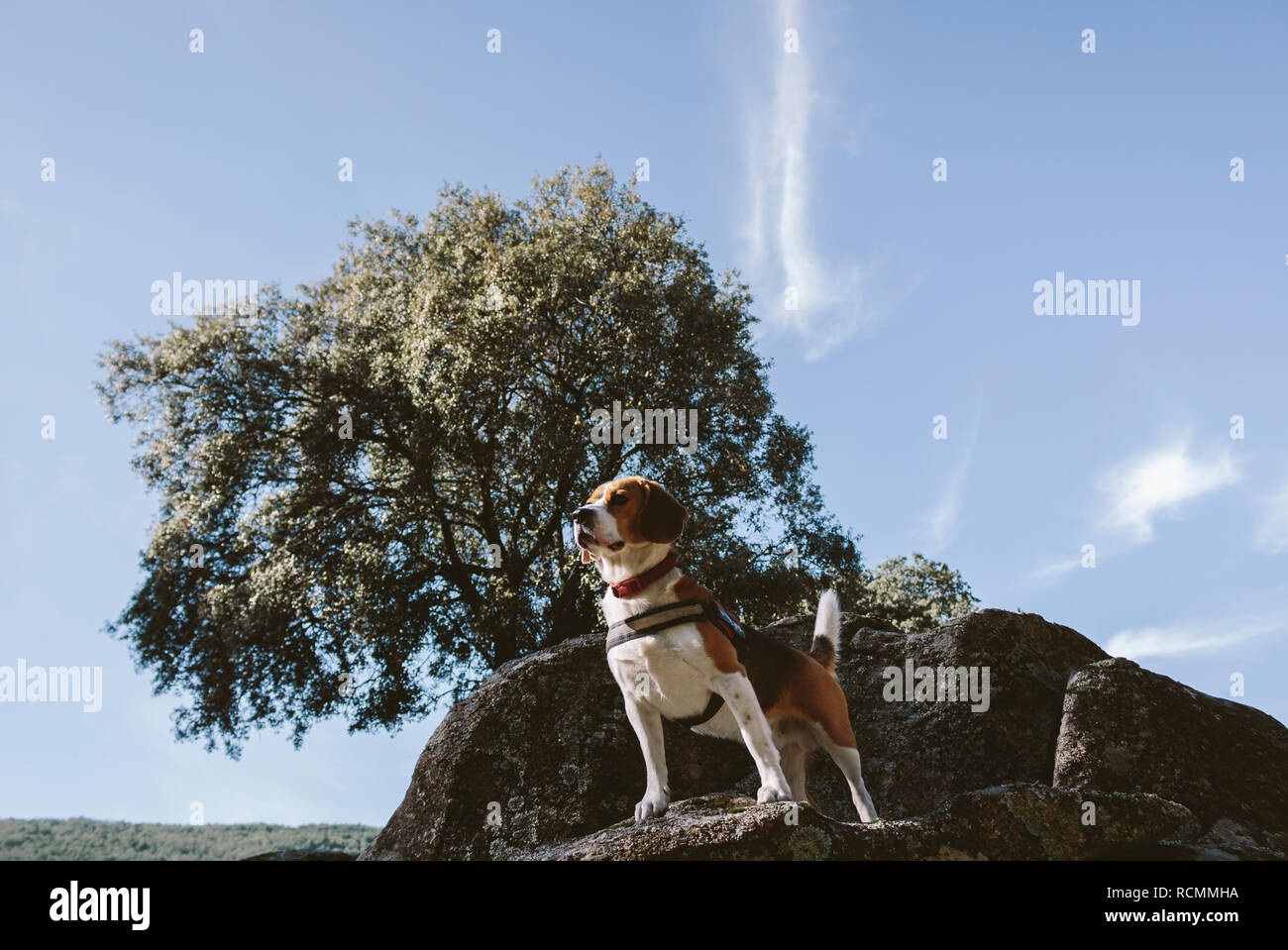 Joli chien beagle semble attentif sur un gros rocher Banque D'Images