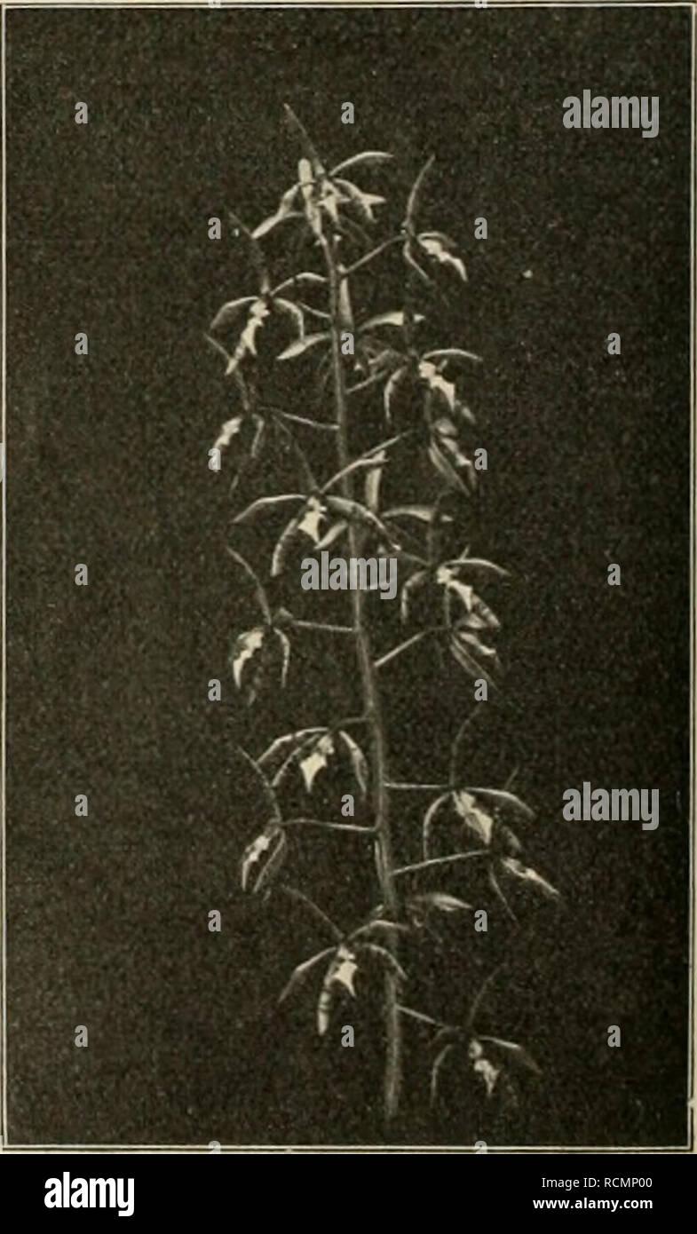 . Die Gartenwelt. Le jardinage. Epidendrum prismatocarpum. Vom Verfasser fÃ¼r die" âGartenwelt photographisch aufgenommen. lich-violetter Spitze Kelch, paarige BlumenblÃ¤- und sind sehr schwach, survienne quelque Schlank und zugespitzt unlich¤brÃ gelb. Arten von anderen mÃ¶chte ich heute noch ganz besonders E. nemorak reichblÃ¼tigen Ldl. mit, grofsen Rispen, breiteren, etwas zarteren erwÃ¤, Blumen rosafarbenen hnen, steifere derbere und ebenso das E. atropurpureum Willd. (Syn. : E. viacrochiluni Hook.). Beide sind, die bei Mexikaner verstÃ¤ndiger Pflege, sie verlangen viel Luft, Feuchtigkeit und Sonne, ander Banque D'Images